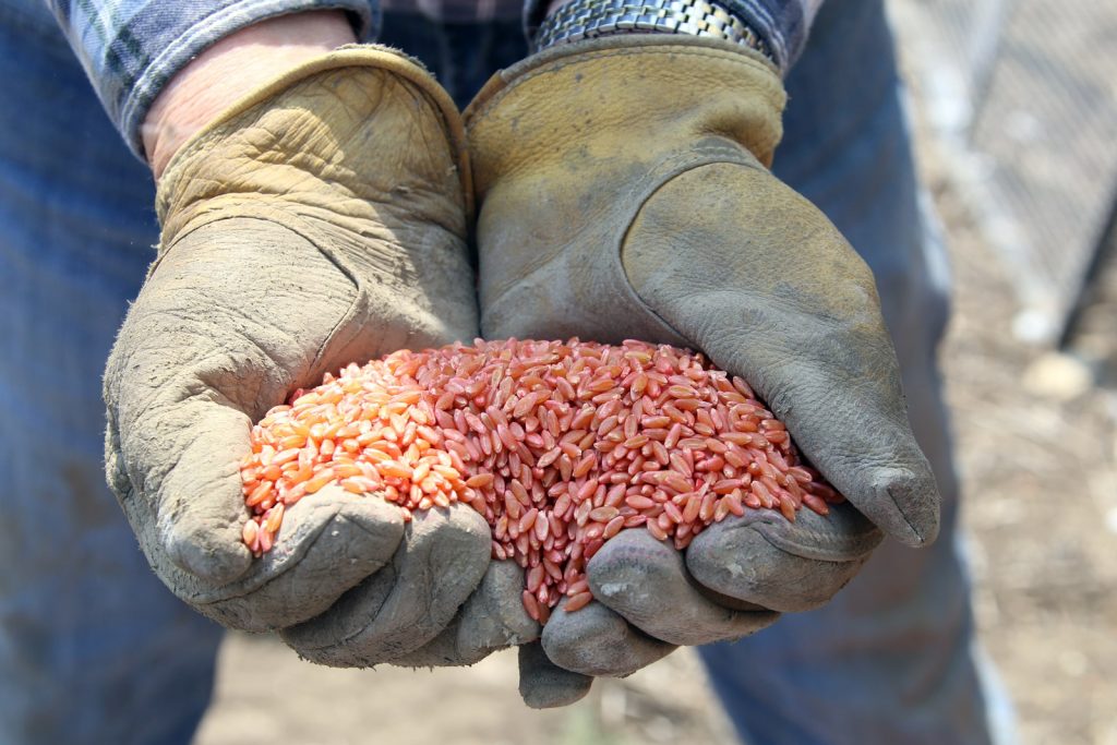 Seeding in Saskatchewan