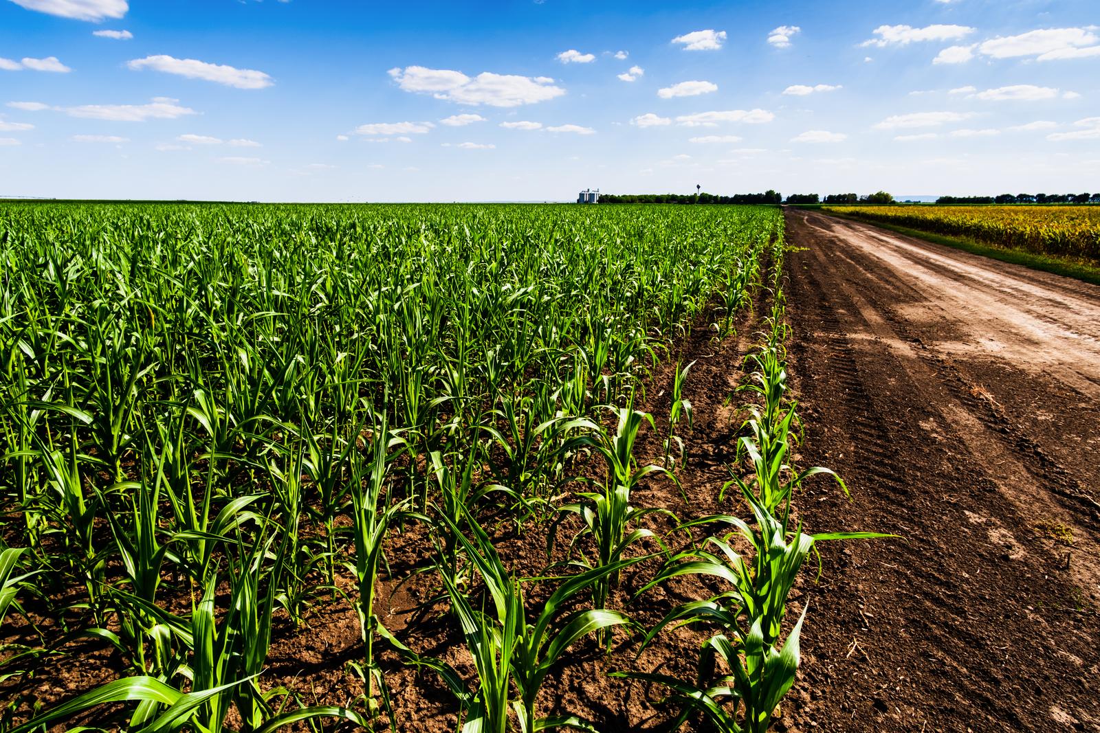 Huge Dependence On Agriculture Sector In Indian Economy